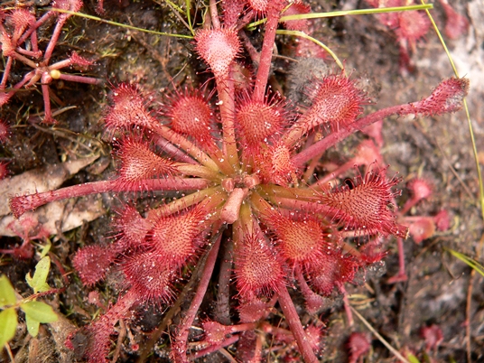{Drosera intermedia}